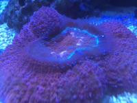 In2Deep Corals image 2